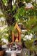 Thailand: A small Buddha shrine in the grounds of Wat Matchimawat, Songkhla